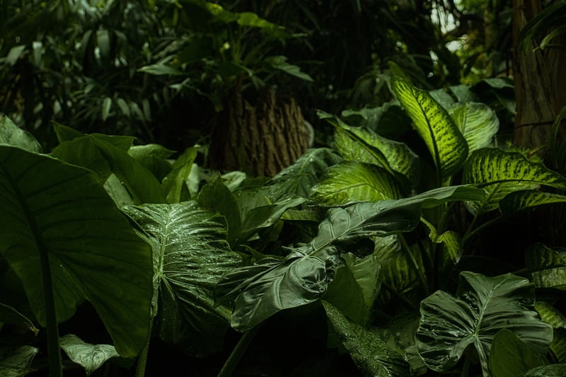 Lost City in the Jungle