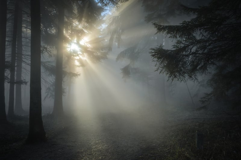 Mysterious Forest